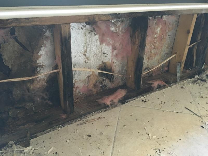 First-Rate Black Mold Removal for Palm Beach FL