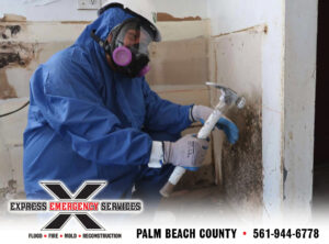How to Treat Mold Damage